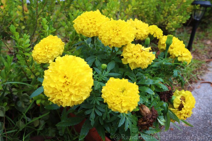 Yellow Flower